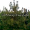 сосна крымская